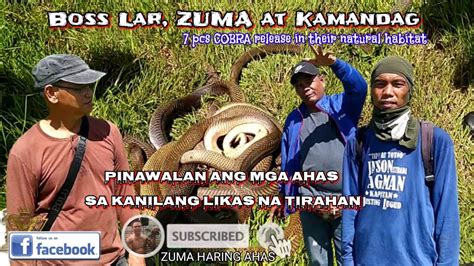 Zumabosslar At Kamandag Pinawalan Ang Mga Ahas Sa Kanilang Likas Na