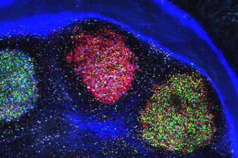 Germinal Centers Image Eurekalert Science News Releases