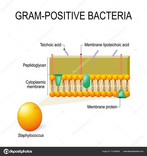 Cell Wall Structure Gram Positive Bacteria Example Staphylococcus ...