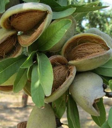 Pohon Kacang Almond Newstempo