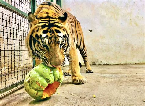 壽山動物園12月重新開園 萬聖節南瓜派對先開趴 生活 自由時報電子報