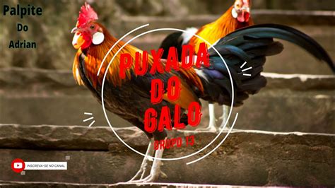 Qual A Puxada Do Galo - Puxada do Galo - Jogo do Bicho - YouTube