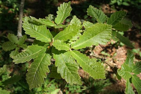 Quercus Dentata Japanese Emperor Oak Quercus Dentata Ja Flickr