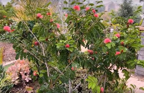 7 Attractive Dwarf Flowering Trees for Your Yard - Gardening Channel