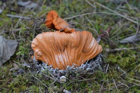 7 Common Mushrooms In Maine Star Mushroom Farms