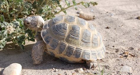 Best Russian Tortoise Food - Pet Russian Tortoise