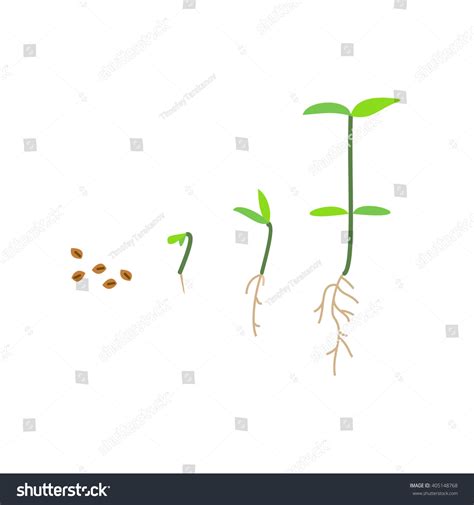 Timeline Infographic Planting Tree Process Stock Vector Royalty Free