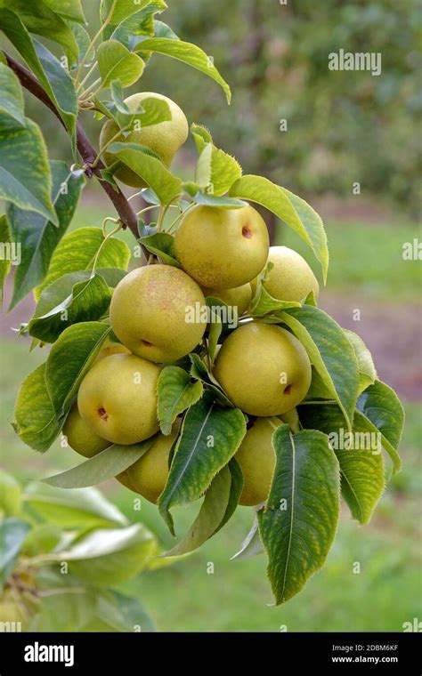 Pyrus Pyrifolia Fotograf As E Im Genes De Alta Resoluci N P Gina