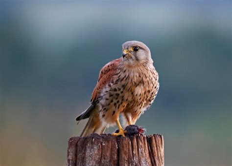 Premium Photo | Male kestrel hunting around the farm