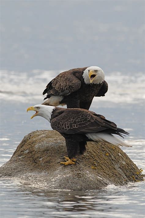 1000+ images about Beautiful Eagles in Flight, on Pinterest | Peregrine falcon, Native american ...