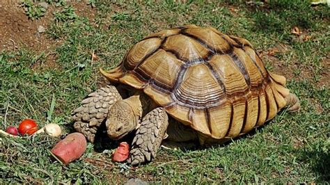 Cuánto vive una tortuga Esperanza de vida