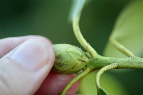 How To Propagate Rhododendron From Cuttings Farmhouse And Blooms