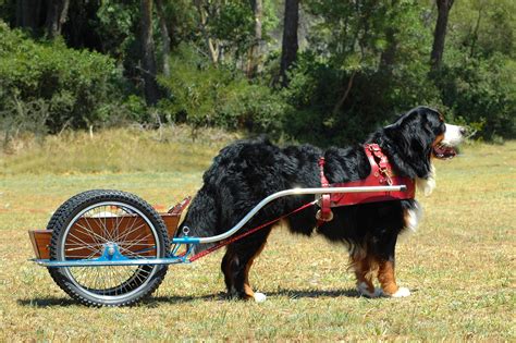 Weight Pulling - Happy Dog Institute - Washington Based Puppy and Dog ...