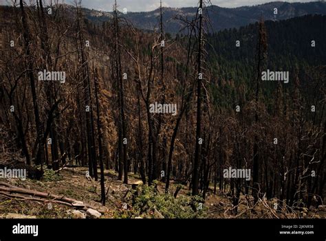 Paisaje De Los Efectos Devastadores De Los Incendios Forestales De