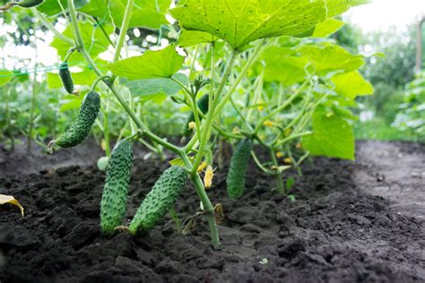 Cucumbers How To Grow Indoors Or Out The English Garden