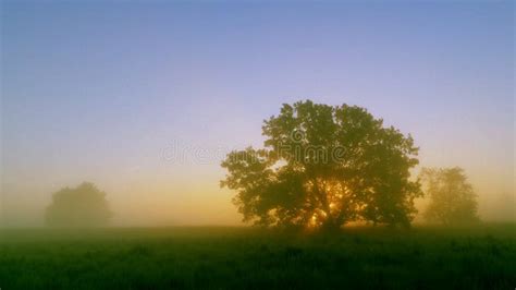 Wiese Baum Und Aufgehende Sonne Stockbild Bild Von Blau Pastelle