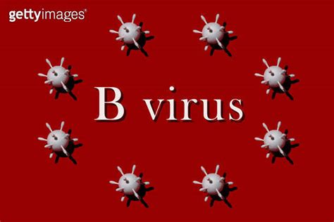 B Virusherpes B Monkey B Virus Herpesvirus Simiaeherpes Virus B