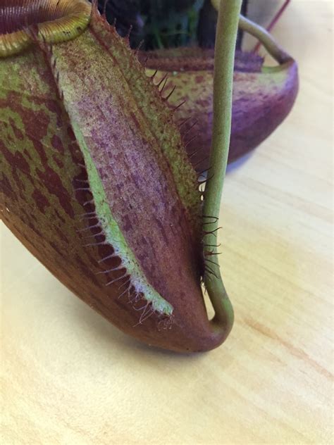 Nepenthes Mira The Wonderful Pitcher Plant Tropical Biodiversity