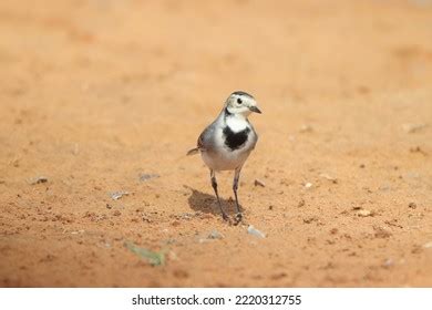 11,095 Birds Eating Insects Images, Stock Photos & Vectors | Shutterstock