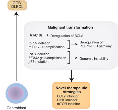 The Molecular Biology Of Diffuse Large B Cell Lymphoma Mareike Frick