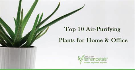 Top 10 Air-Purifying Plants for Home & Office - FNP Singapore