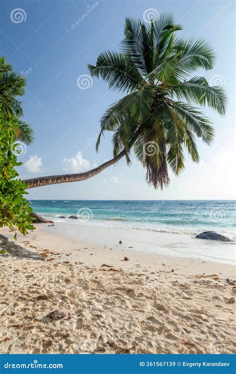 Tropical Beach with Palm Tree Stock Image - Image of seascape, bali: 261567139