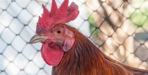 Fowl Pox Signs, Symptoms, and Treatment - AvianVets.org