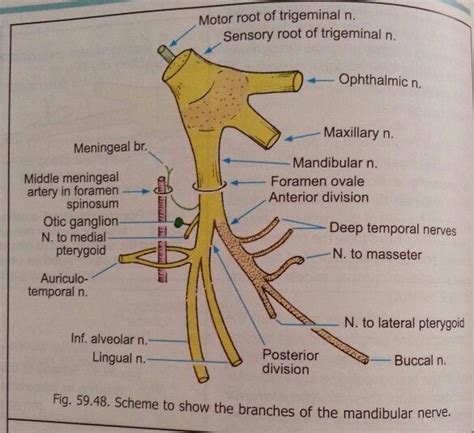 Mandibular Nerve Anatomy