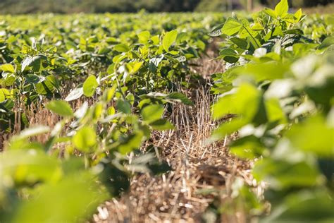 Ministério da Agricultura abre processo seletivo para 60 vagas