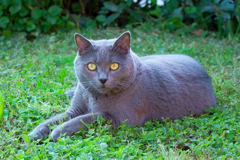 orange eyes  cats  breed  cat  orange eyes