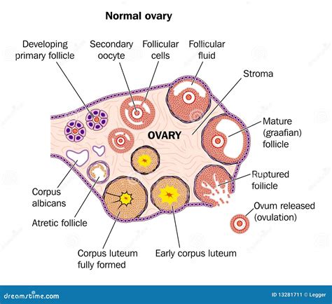 Normal Ovary Stock Image - Image: 13281711