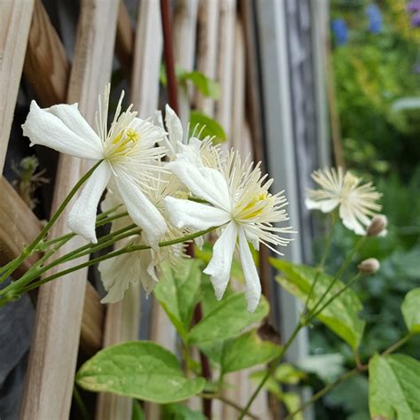 Clematis Paul Farges Syn Clematis X Fargesioides Clematis Summer