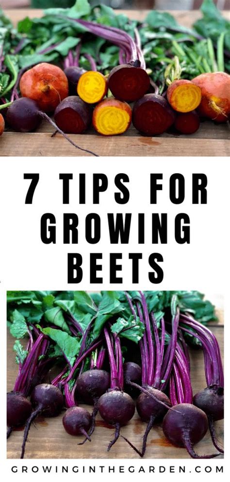 How To Grow Beets 7 Tips For Growing Beets Growing Beets Companion Planting Planting Herbs