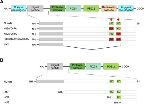 Amino Terminal Processing Of Helicobacter Pylori Serine Protease HtrA