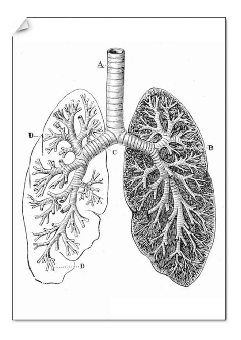 Print of Section of the Lungs Anatomy Drawings 1888 | Anatomy drawing ...