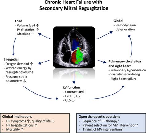 Myocardial Function In Secondary Mitral Regurgitation Circulation