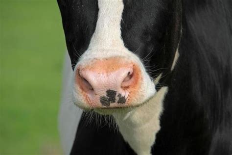 Cow Mouth Stock Photos, Images and Backgrounds for Free Download