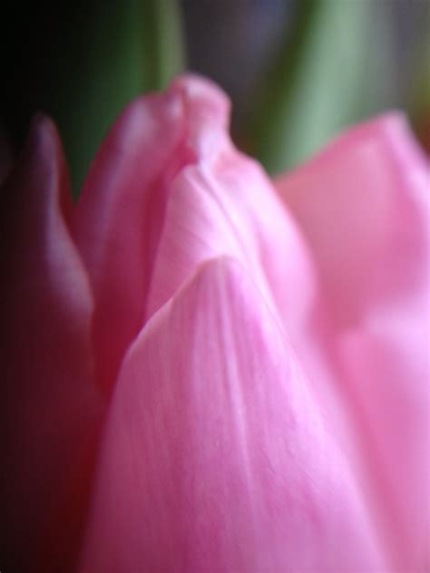 Wallpaper Flowers Red Blossom Pink Flower Tulip Flora Petal