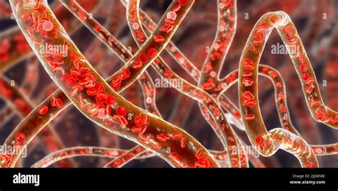 Blood Vessels Illustration Stock Photo Alamy