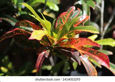 Red Flowers Campsis Grandiflora Along Street Stock Photo