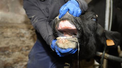 La Enfermedad Hemorr Gica Epizo Tica Se Extiende Por Toda Galicia