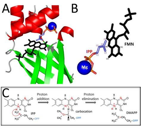 Hypothetical Mechanism Of Isomerization By Type Ii Isomerases A