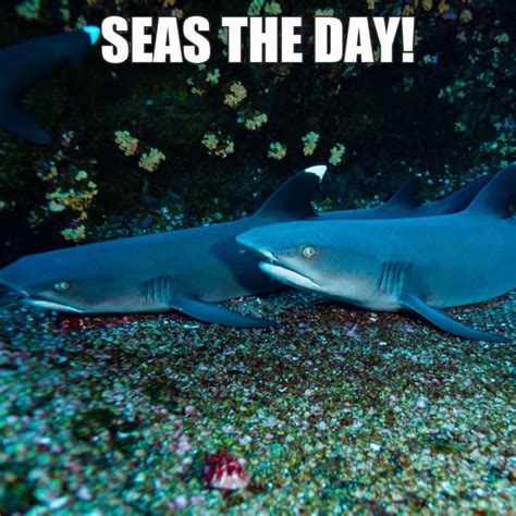 12 Silly Shark Memes to Make You Laugh