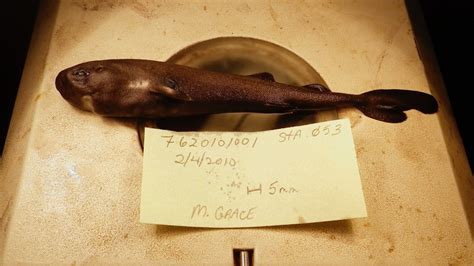 American Pocket Shark Pocket Sized Shark Species Found In Gulf Of