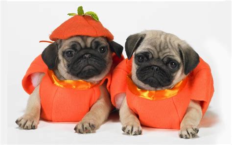 Halloween Dogs love cute Wallpapers - HD Wallpapers Storm | Free download High Definition Wallpapers