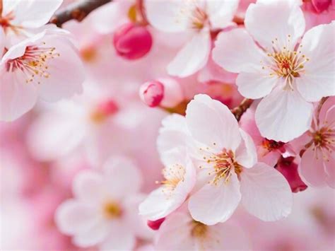 Premium Photo | Beautiful pink cherry blossom