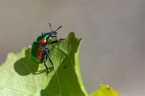 Which Of The Following Best Describes Integrated Pest Management Ipm 3