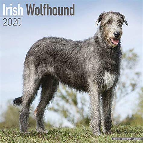 ﻿Free Download: Irish Wolfhound Calendar - Dog Breed Calendars - 2019 ...