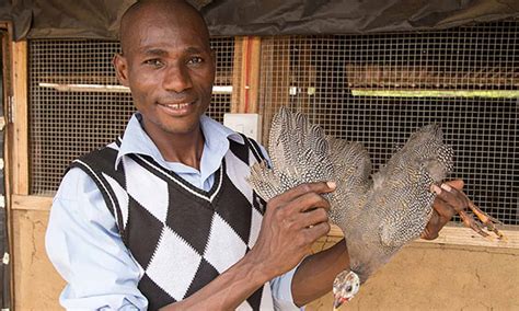 African Guinea Fowl