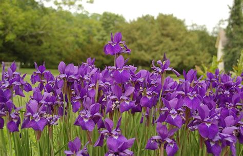 How To Grow Siberian Iris Hubpages